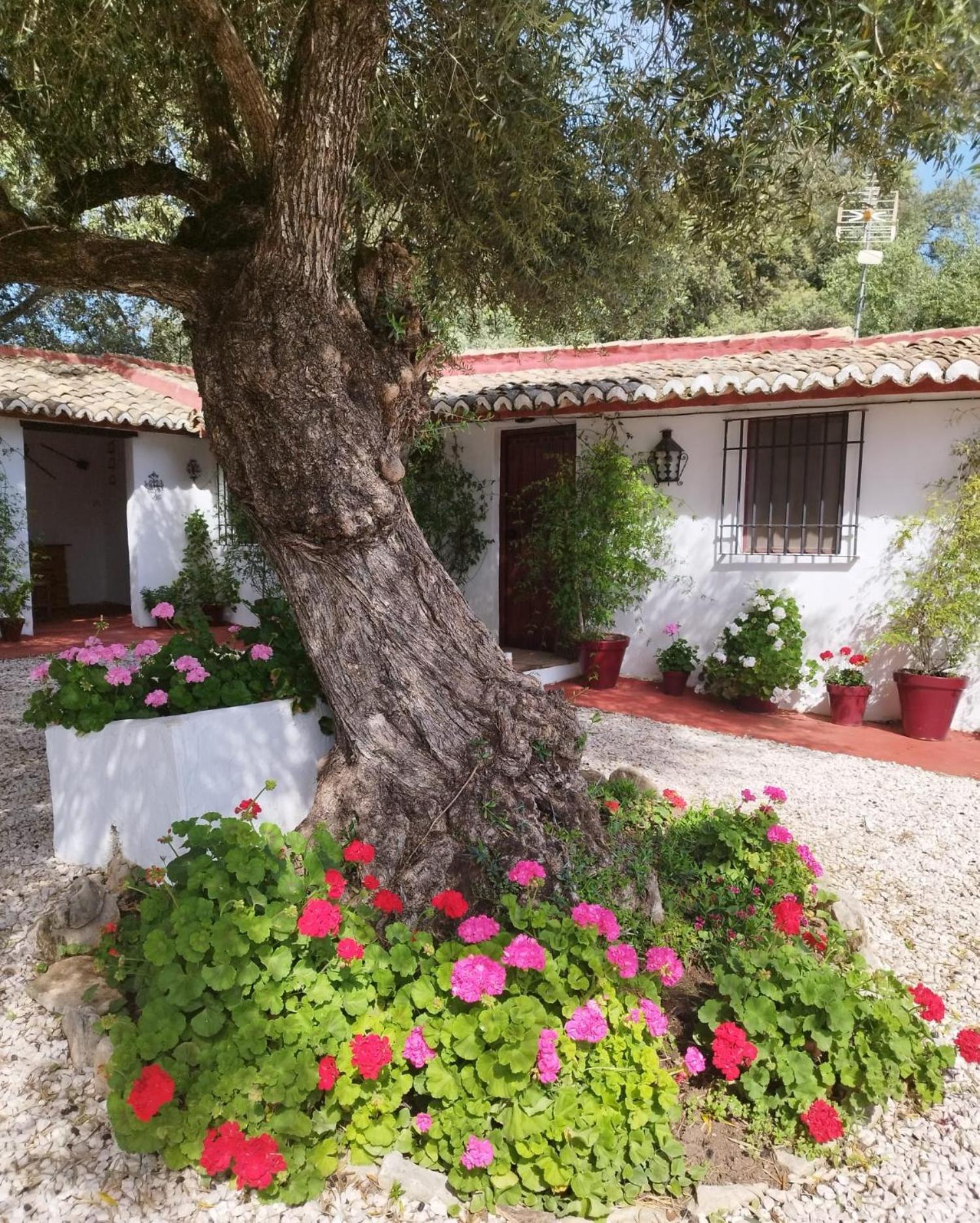 Casa Abanto Villa Ronda Exterior photo